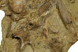 Fossil Dinosaur Bones and Tendons in Sandstone - Wyoming #370701-2